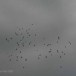 IMG_7932