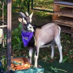 Willy - neues Maskottchen und sechs Monate alter Ziegenbock des VfL.