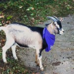 Willy - neues Maskottchen und sechs Monate alter Ziegenbock des VfL.